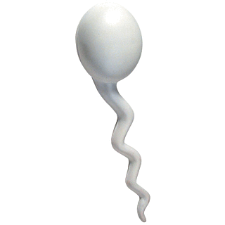GK252 Sperm Stress Reliever Ball