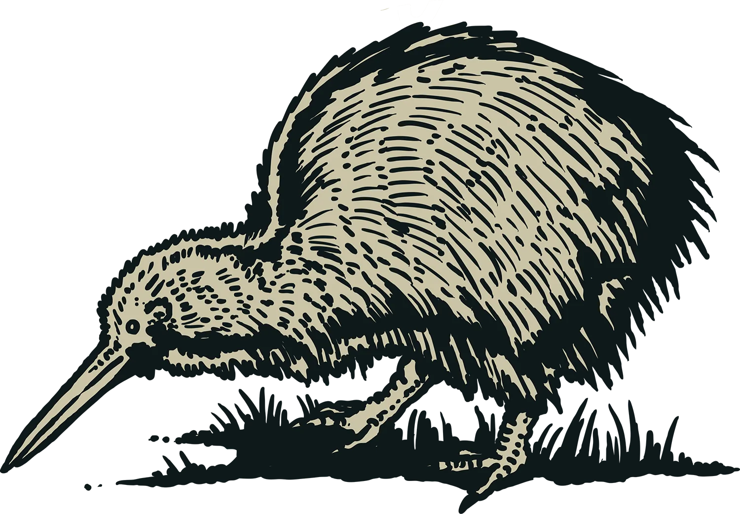 Kiwi