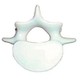 GK360 Vertebrae Stress Reliever Ball