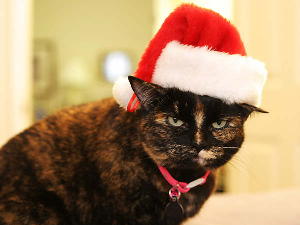merry-christmas-Toronto-cat