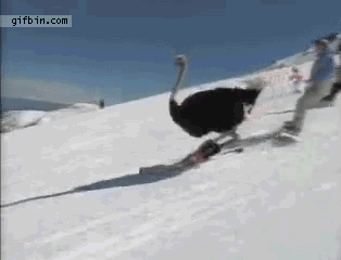 Toronto's Ostrich Skiier Winter Toronto Ostrich