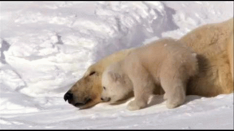 Toronto Winter requires TLC Winter Polar Bears