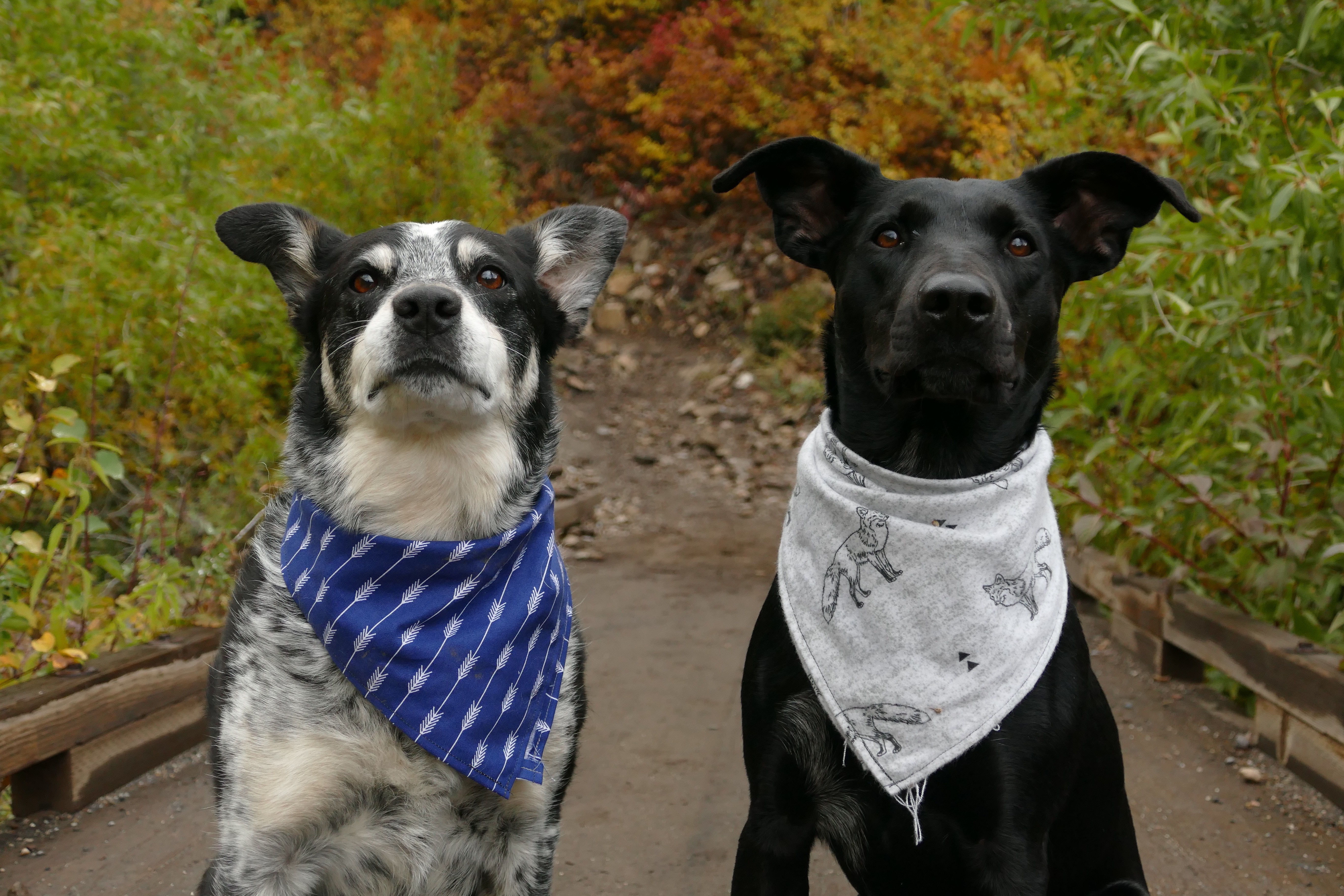 Ten Dog Owners on Why Their Pups Wear Custom Printed Bandanas