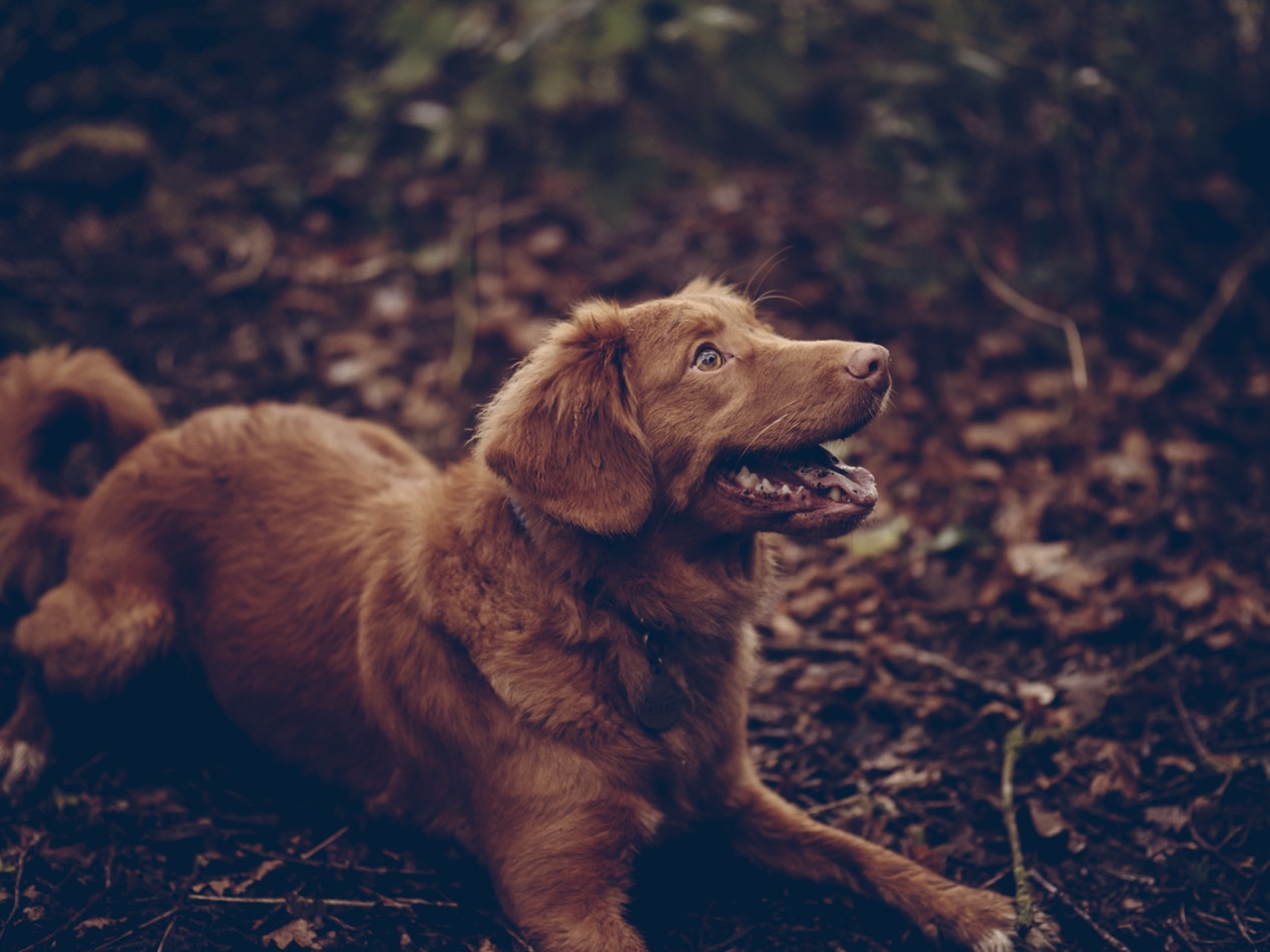 Promote your dog walking company in Canada with Bandanas and More!