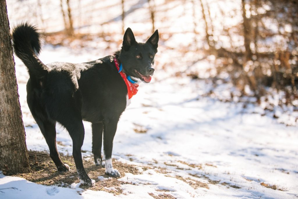 Dog bandana Canada