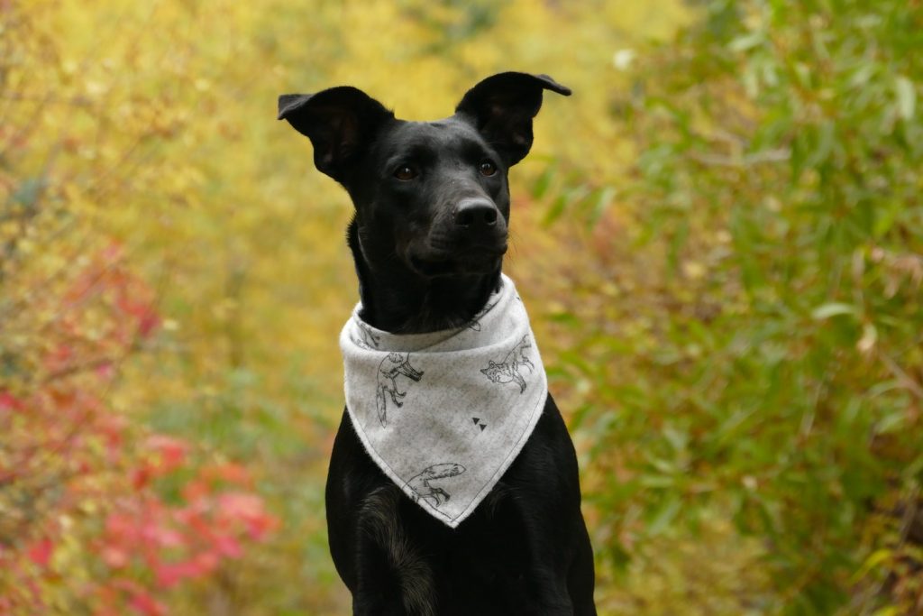 Custom screen printed bandanas for your Canadian dog walking company